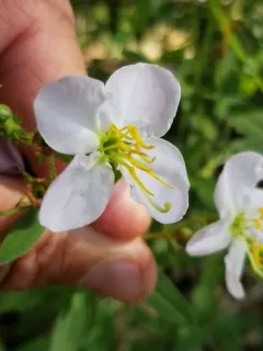 Maryland meadowbeauty thumbnail 4