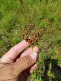 Large Grass-leaved Rush thumbnail 4
