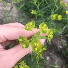 slender leafy spurge thumbnail 3