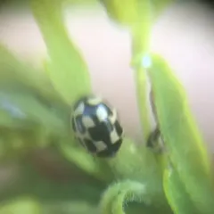 Fourteen-spotted Lady Beetle thumbnail 3