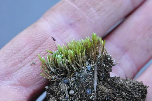 Slender Silver Moss
