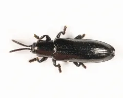 Black Smooth Hispine thumbnail 2