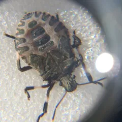 Brown Marmorated Stink Bug thumbnail 2