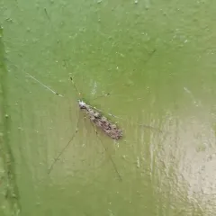 Limonia parietina thumbnail 1