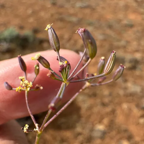 Northern Biscuitroot