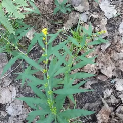 bluestem goldenrod thumbnail 3