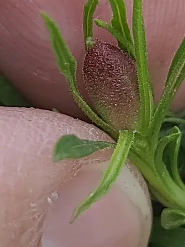 Rhopalomyia gutierreziae