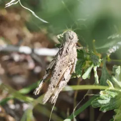 Brown-spotted Range Grasshopper thumbnail 1