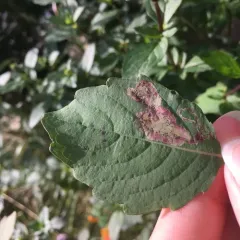 Jewelweed Leaf-miner Fly thumbnail 3