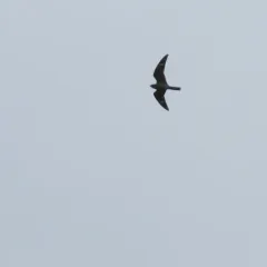 Common Nighthawk thumbnail 4