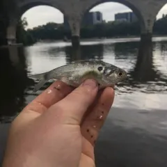 American Gizzard Shad thumbnail 1