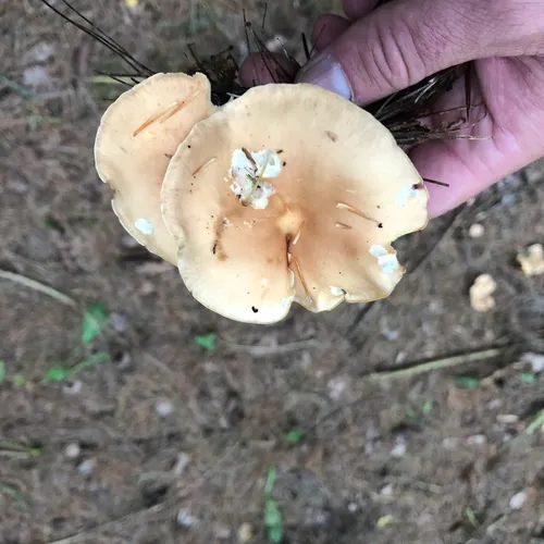 Oak-loving Gymnopus