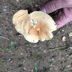 Oak-loving Gymnopus thumbnail 1