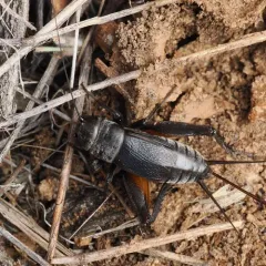 Western Rock-loving Field Cricket thumbnail 1
