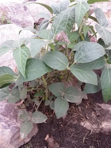 Soybean
