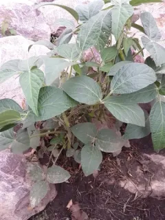 Soybean thumbnail 1