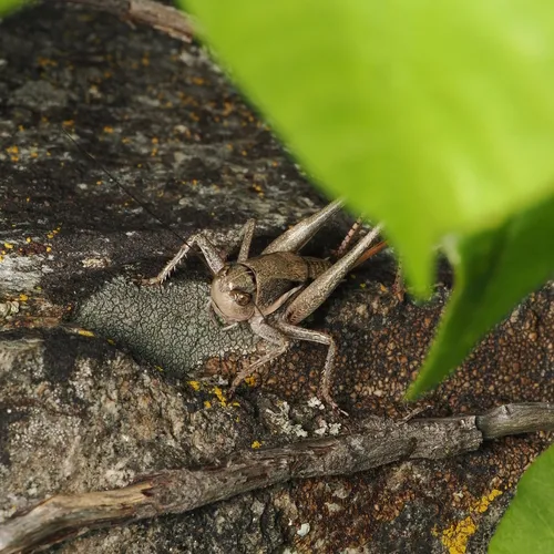 Long-legged Anabrus