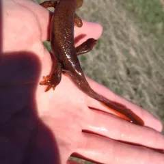 Rough-skinned Newt thumbnail 3