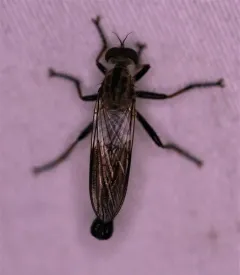 Neomochtherus latipennis thumbnail 4