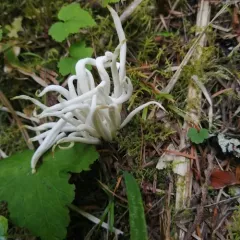 Fairy Fingers thumbnail 4