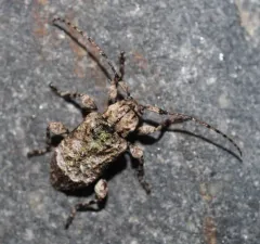 Leptostylus transversus thumbnail 3