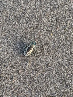 St. Anthony Dune Tiger Beetle thumbnail 2