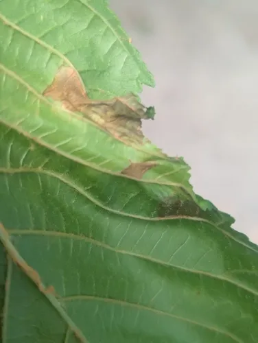 Aesculus leaf blotch