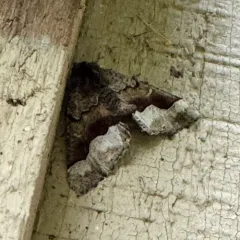Behr's Pero Moth thumbnail 3