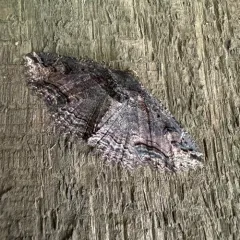 Colorful Zale Moth thumbnail 4