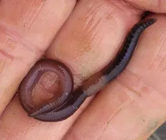 Southern Worm thumbnail 4
