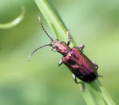 Frost's reed beetle thumbnail 4