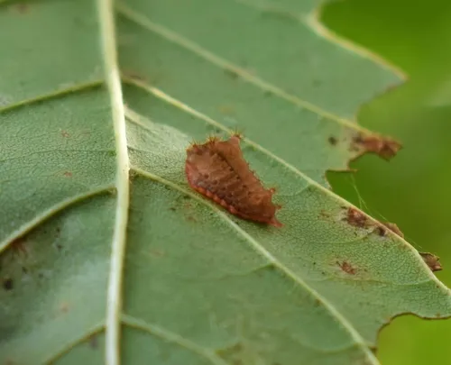 Smaller Parasa Moth