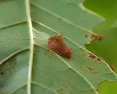 Smaller Parasa Moth thumbnail 1