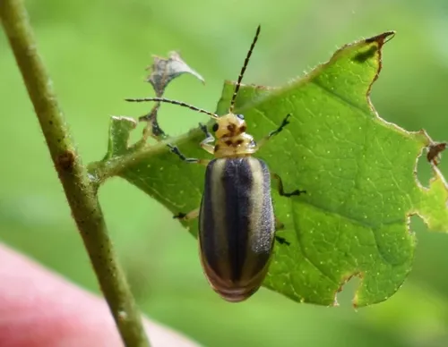 Eastern Pricklyash Leaf Beetle