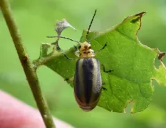 Eastern Pricklyash Leaf Beetle thumbnail 1