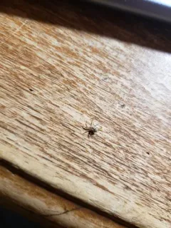 Wall Spider thumbnail 3