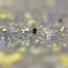 Sminthurinus quadrimaculatus thumbnail 4