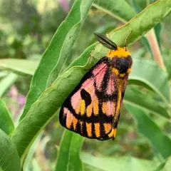 Western Sheep Moth thumbnail 2