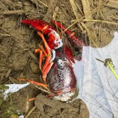 Red Swamp Crayfish thumbnail 4