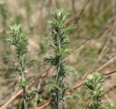 Golden marguerite thumbnail 4
