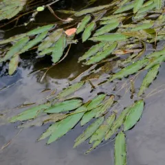 Longleaf Pondweed thumbnail 1