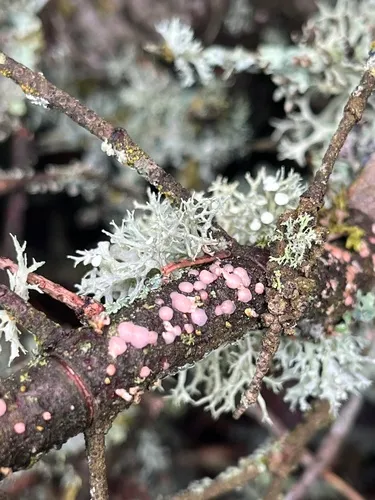 Phaeotremella mycophaga