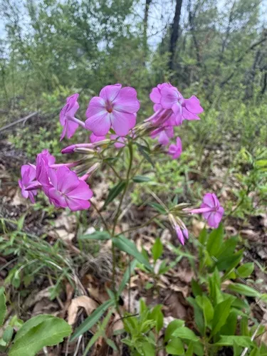 wideflower phlox