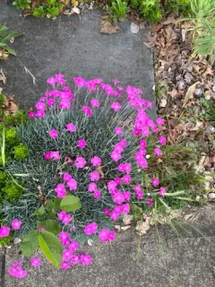 Cheddar Pink thumbnail 2