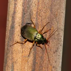 Green Pubescent Ground Beetle thumbnail 3