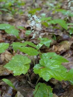 Heartleaf Foamflower thumbnail 2