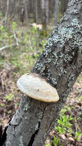 Diamond Willow Fungus