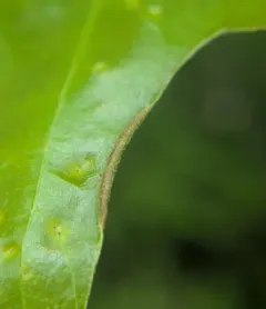 Marginal Leaf Fold Gall Midge thumbnail 2