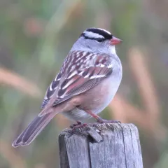 White-crowned Sparrow thumbnail 2