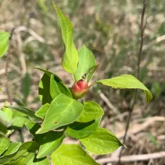 Dogwood Clubgall Midge thumbnail 4